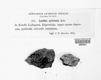 Image of Brianaria sylvicola